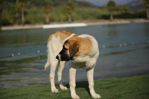 FACESOFWAKEBOARDING HipNotics 117